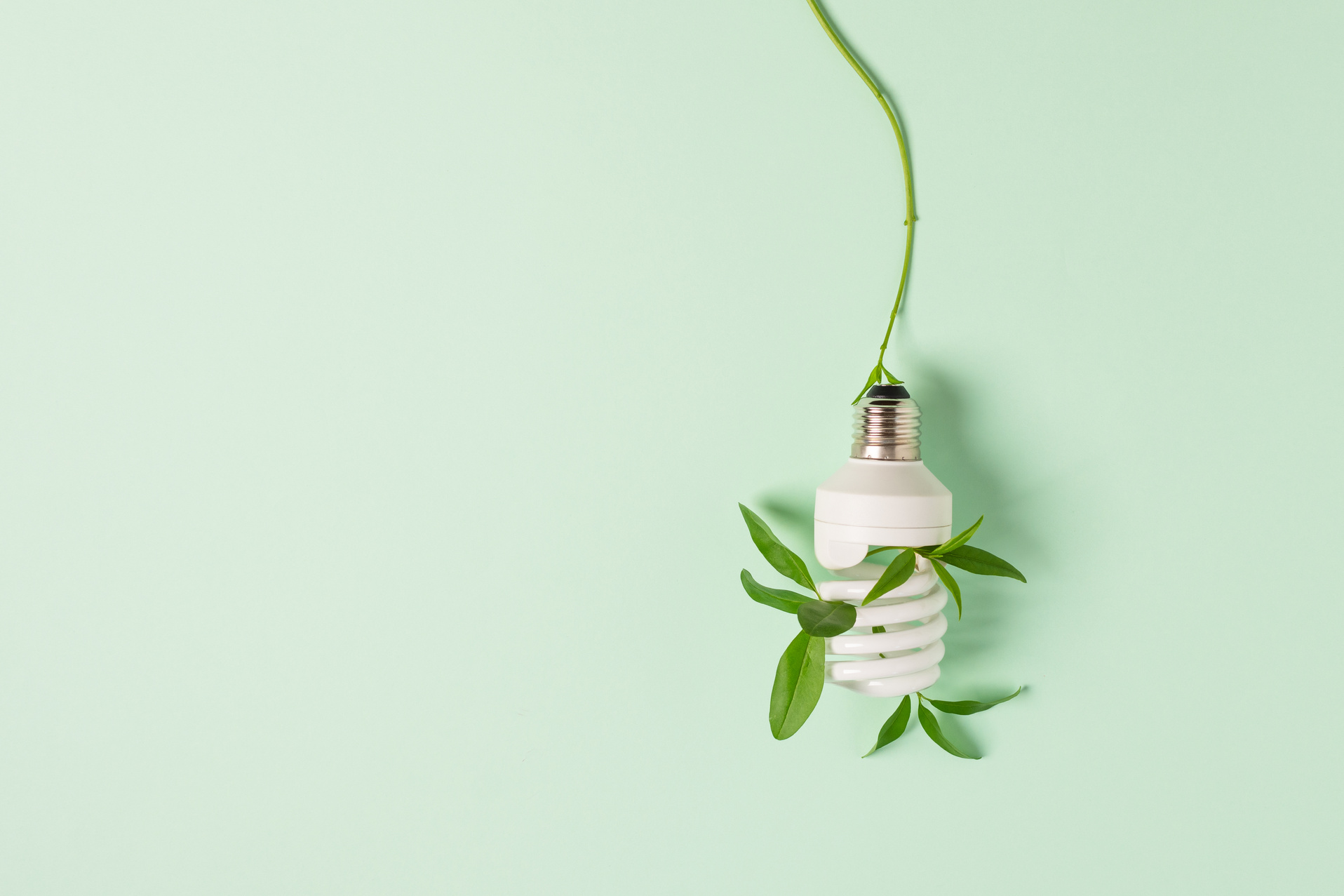 Light Bulb with Green Plant